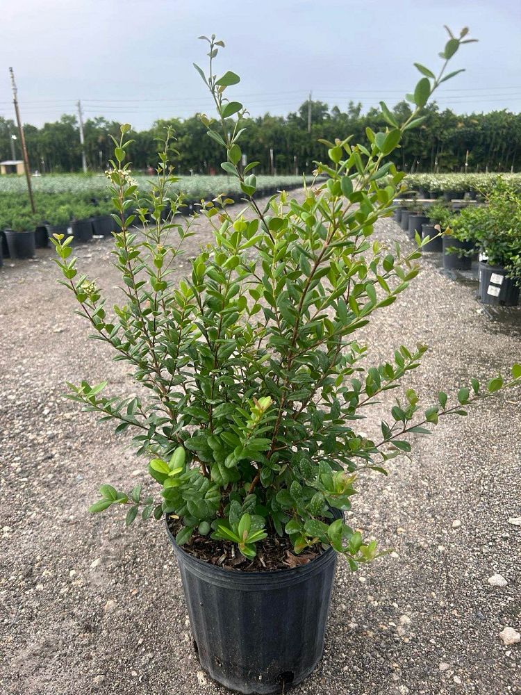 myrcianthes-fragrans-simpson-s-stopper