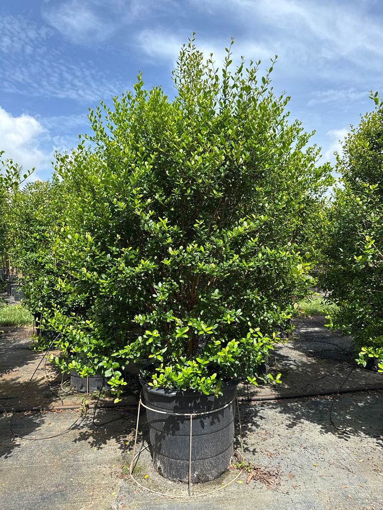 myrcianthes-fragrans-simpson-s-stopper