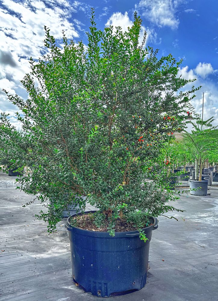 myrcianthes-fragrans-simpson-s-stopper