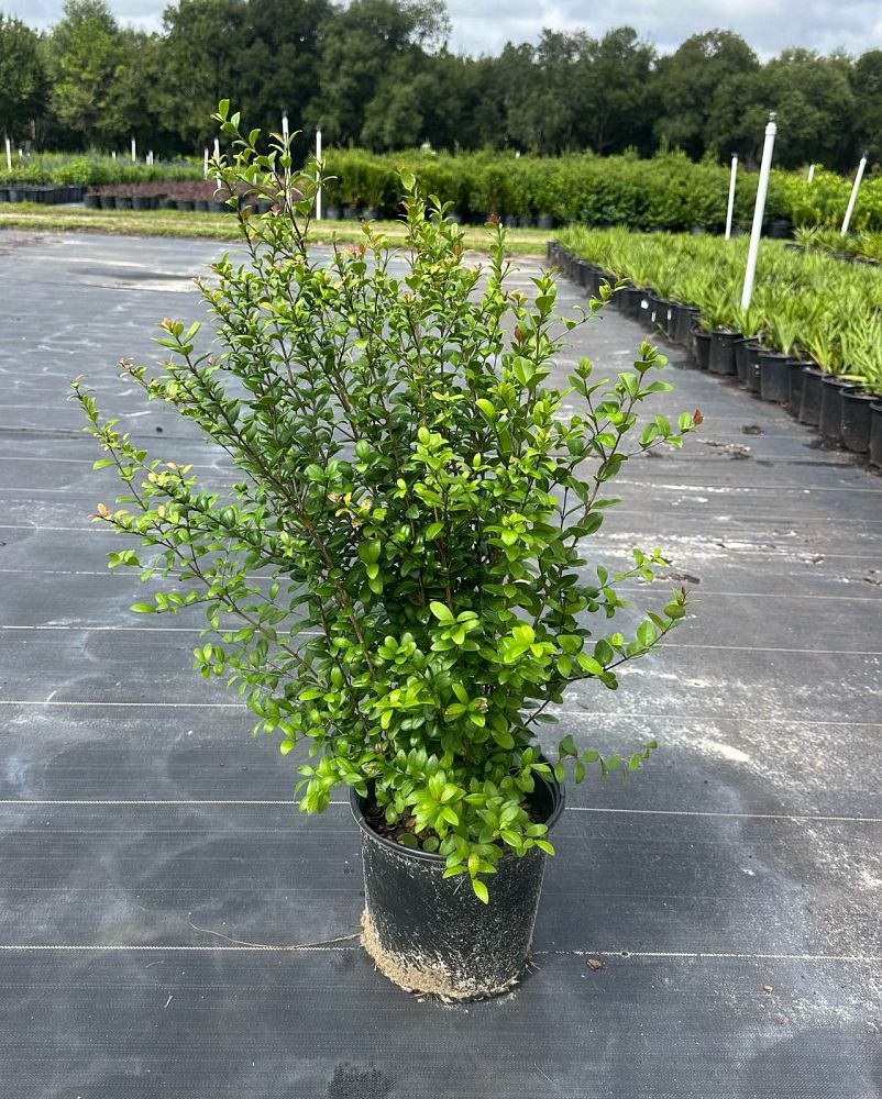 myrcianthes-fragrans-simpson-s-stopper