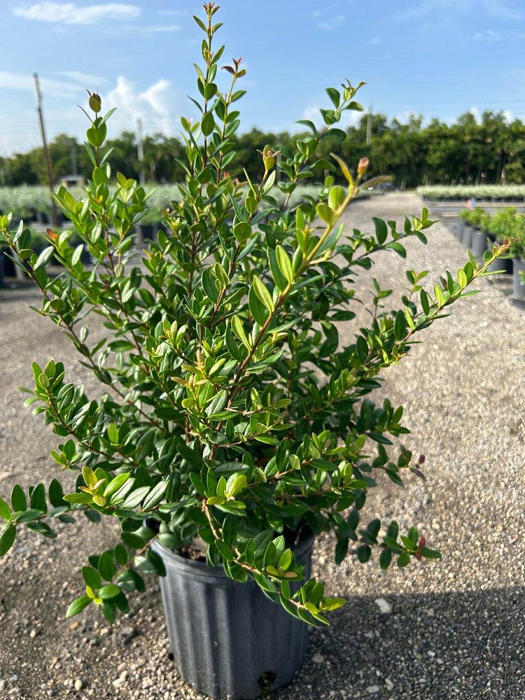 myrcianthes-fragrans-simpson-s-stopper