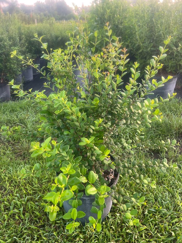 myrcianthes-fragrans-simpson-s-stopper