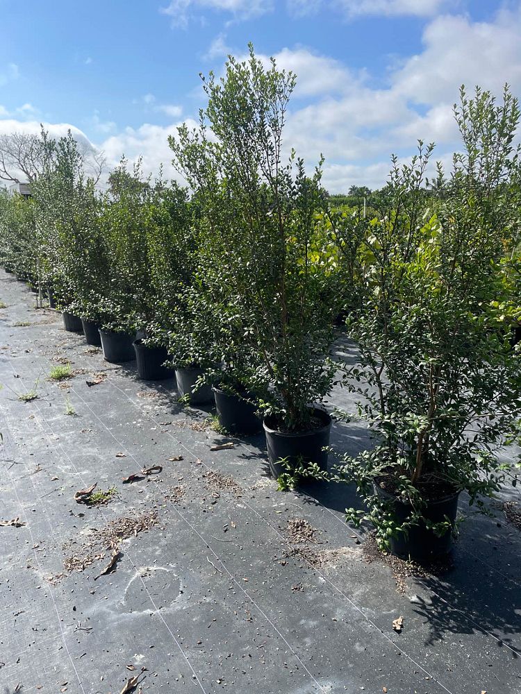 myrcianthes-fragrans-simpson-s-stopper