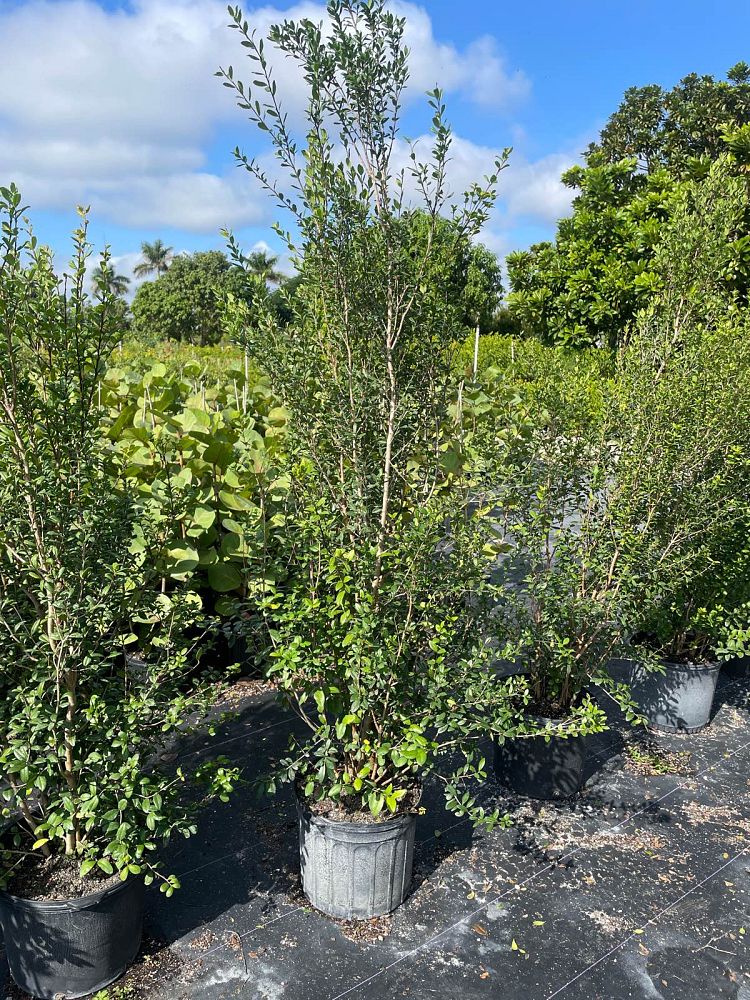 myrcianthes-fragrans-simpson-s-stopper