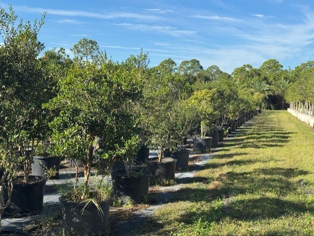 myrcianthes-fragrans-simpson-s-stopper