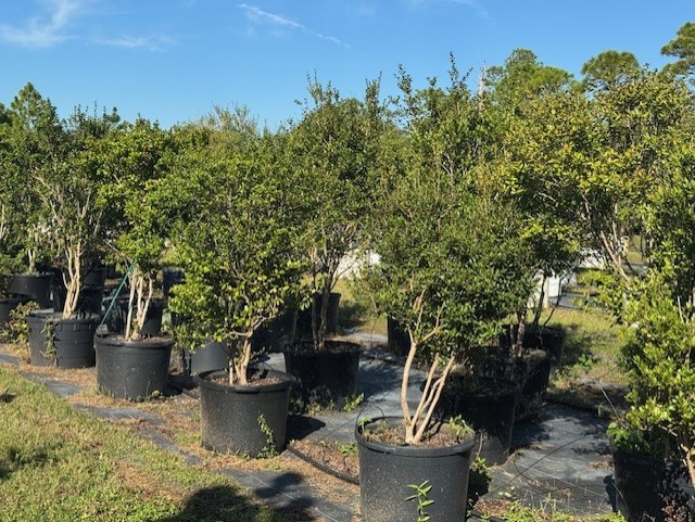 myrcianthes-fragrans-simpson-s-stopper