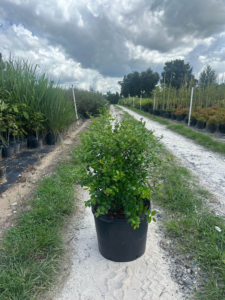 myrcianthes-fragrans-simpson-s-stopper