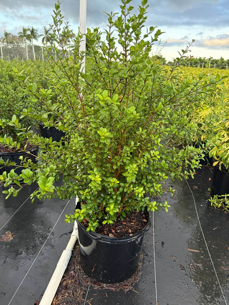 myrcianthes-fragrans-simpson-s-stopper