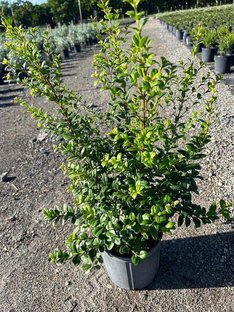 myrcianthes-fragrans-simpson-s-stopper