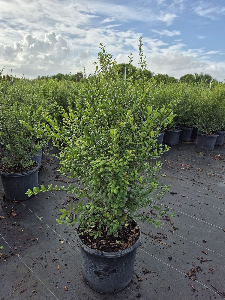 myrcianthes-fragrans-simpson-s-stopper