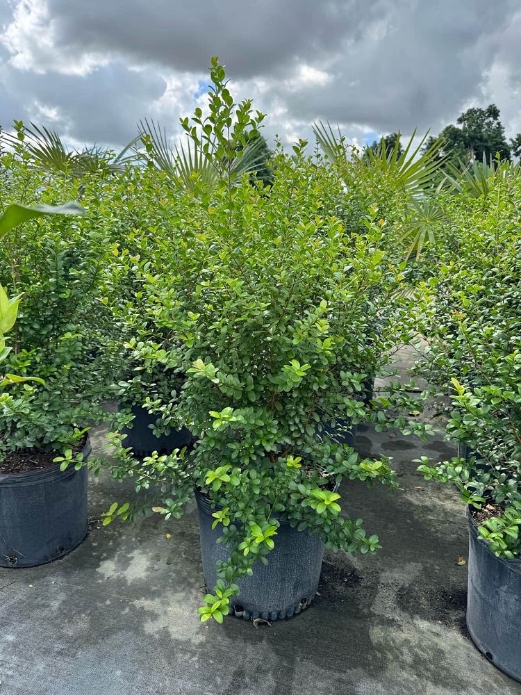 myrcianthes-fragrans-simpson-s-stopper