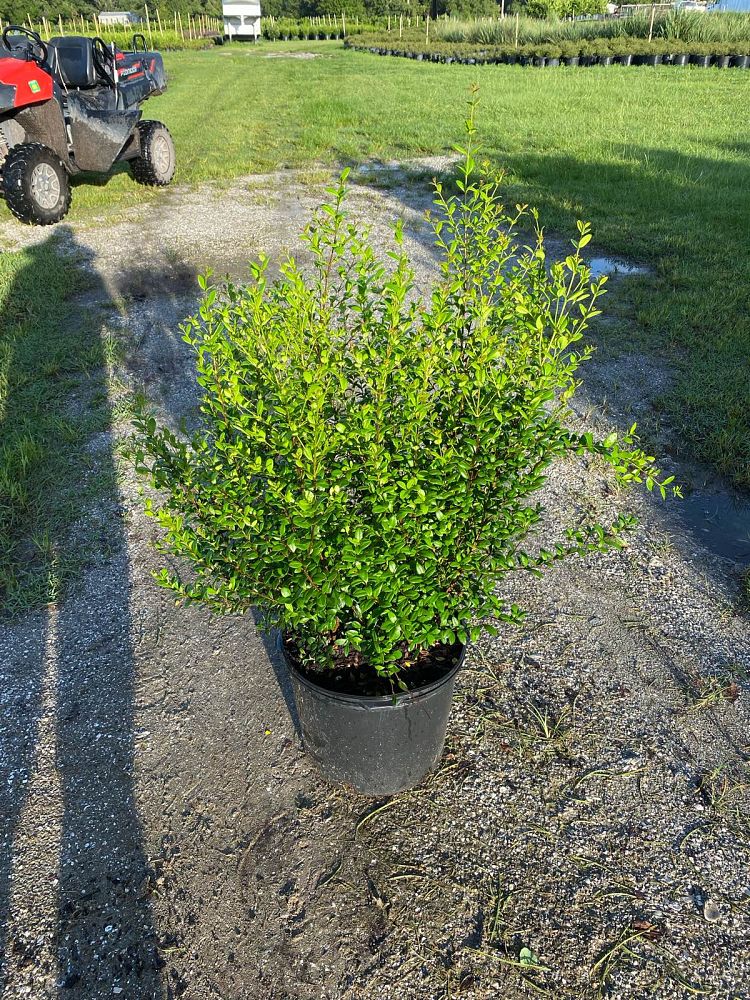 myrcianthes-fragrans-simpson-s-stopper