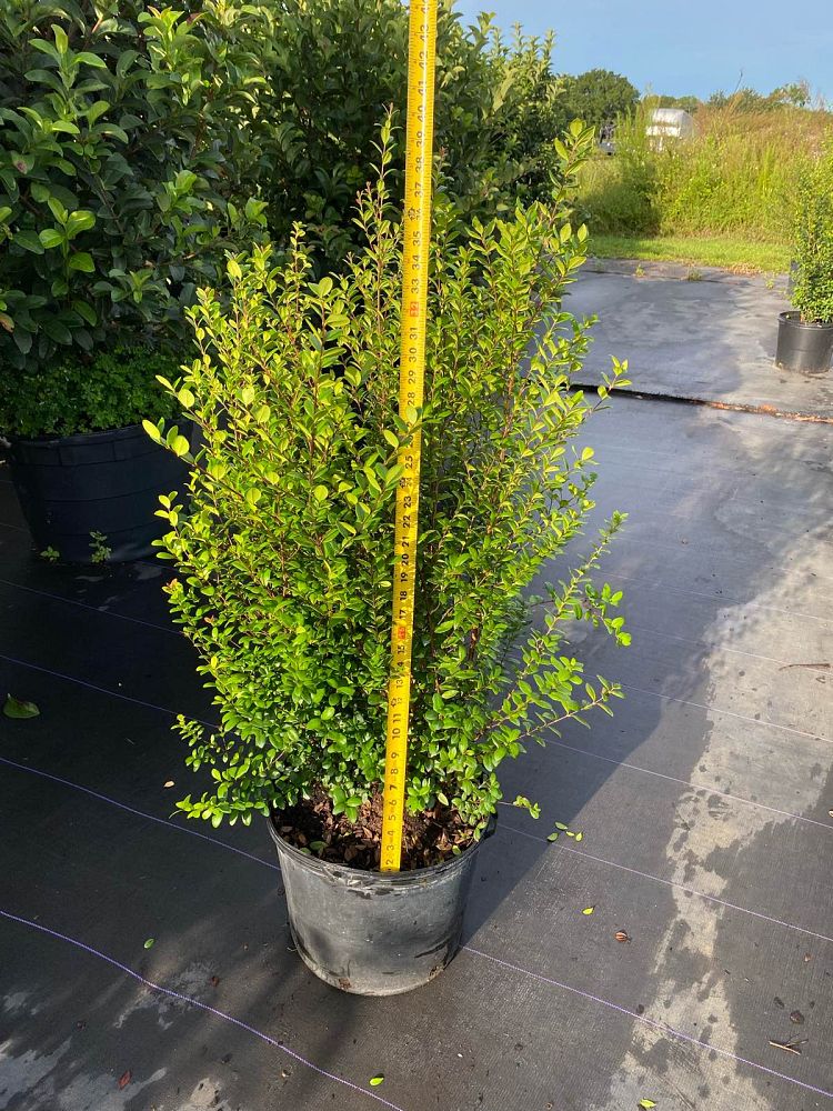 myrcianthes-fragrans-simpson-s-stopper