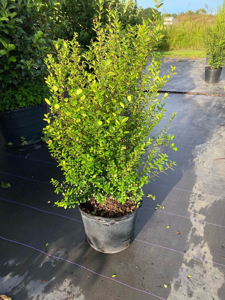 myrcianthes-fragrans-simpson-s-stopper