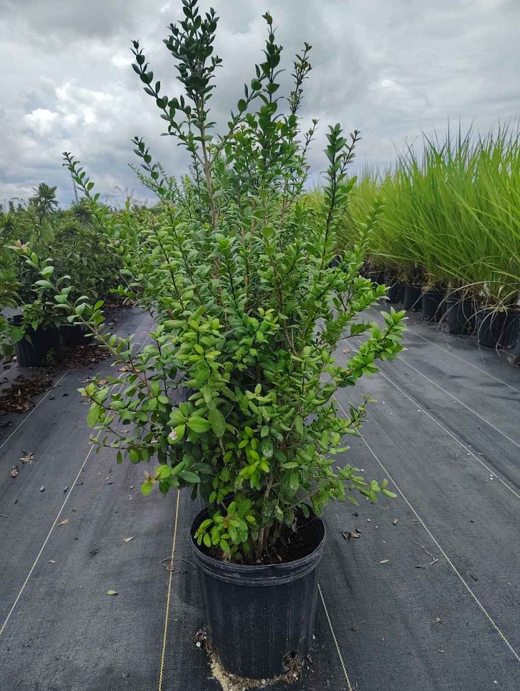 myrcianthes-fragrans-simpson-s-stopper