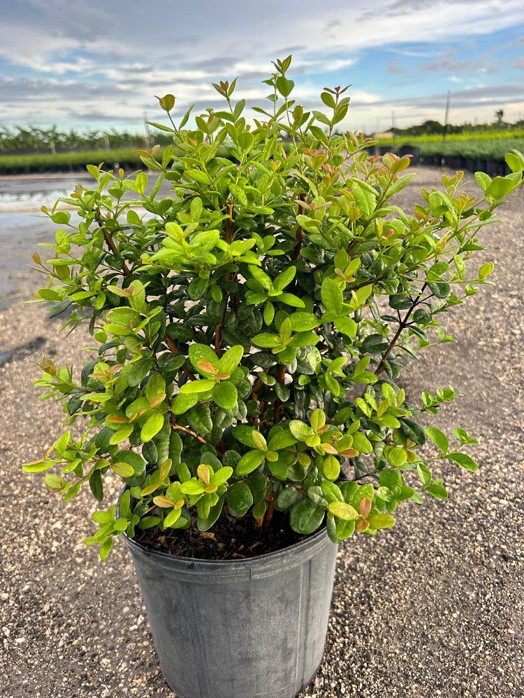myrcianthes-fragrans-simpson-s-stopper