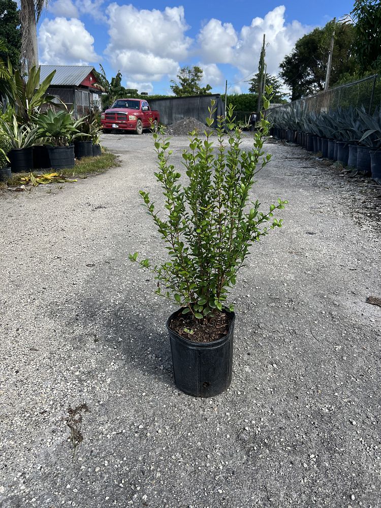 myrcianthes-fragrans-simpson-s-stopper