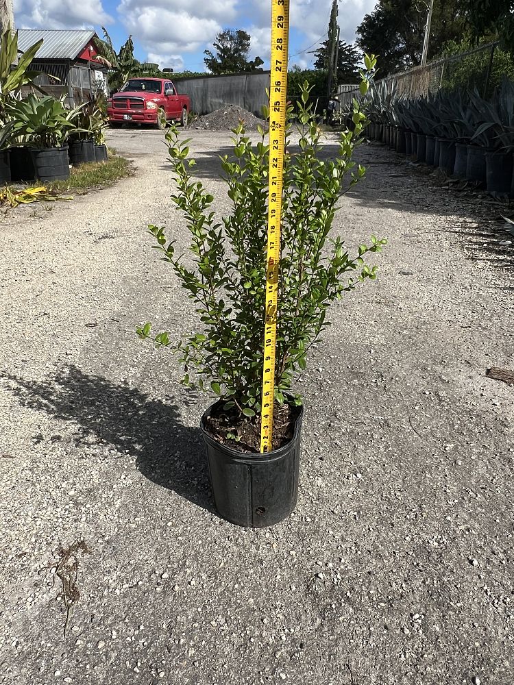 myrcianthes-fragrans-simpson-s-stopper