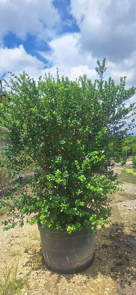 myrcianthes-fragrans-simpson-s-stopper