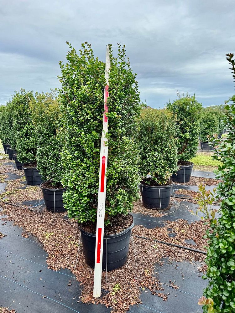 myrcianthes-fragrans-simpson-s-stopper