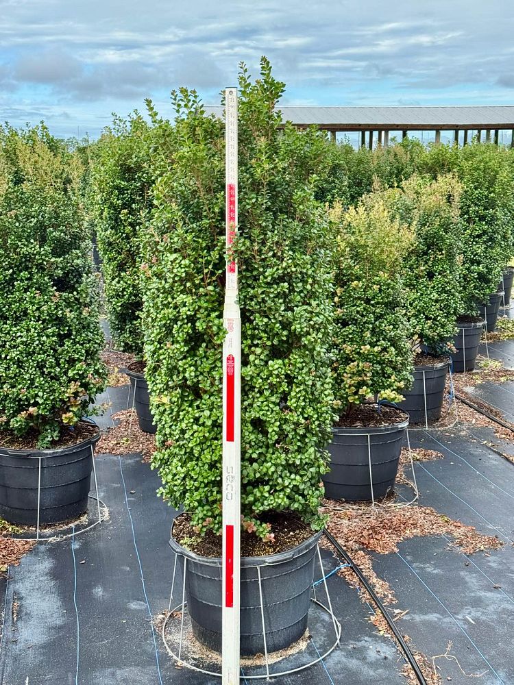 myrcianthes-fragrans-simpson-s-stopper