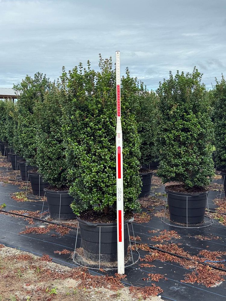 myrcianthes-fragrans-simpson-s-stopper