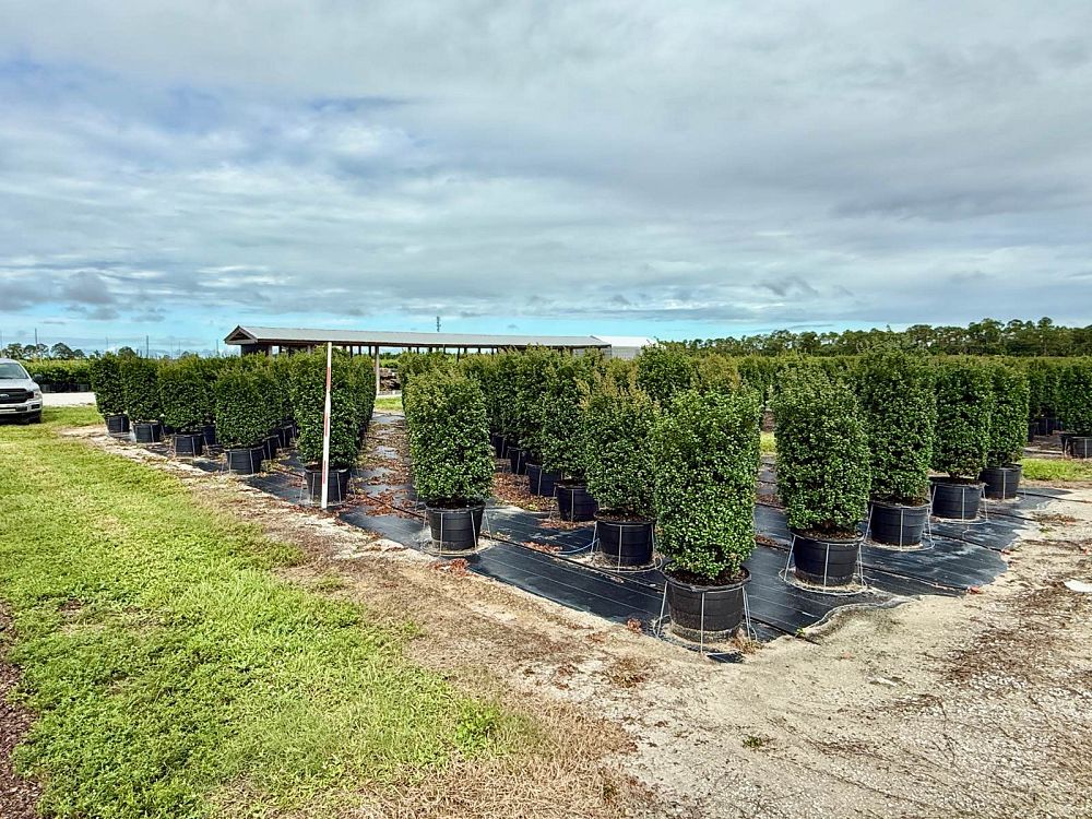 myrcianthes-fragrans-simpson-s-stopper