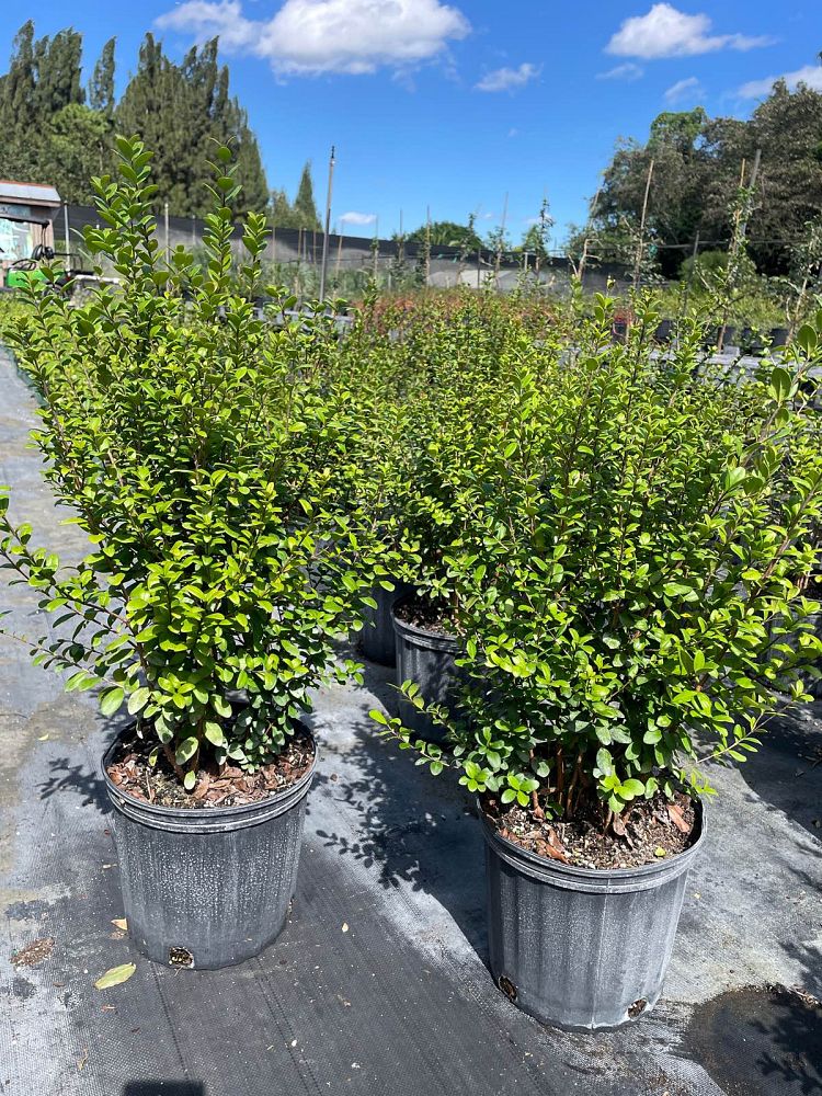 myrcianthes-fragrans-simpson-s-stopper