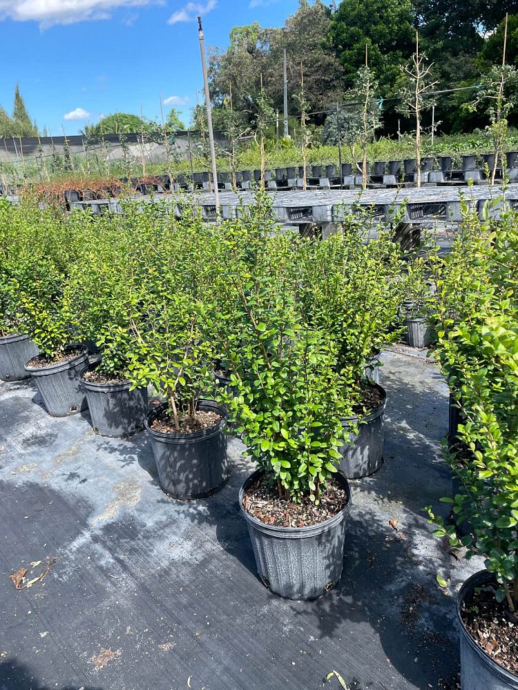 myrcianthes-fragrans-simpson-s-stopper