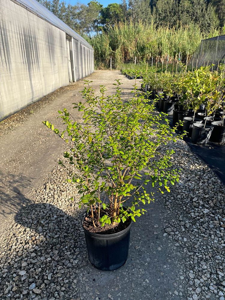 myrcianthes-fragrans-simpson-s-stopper