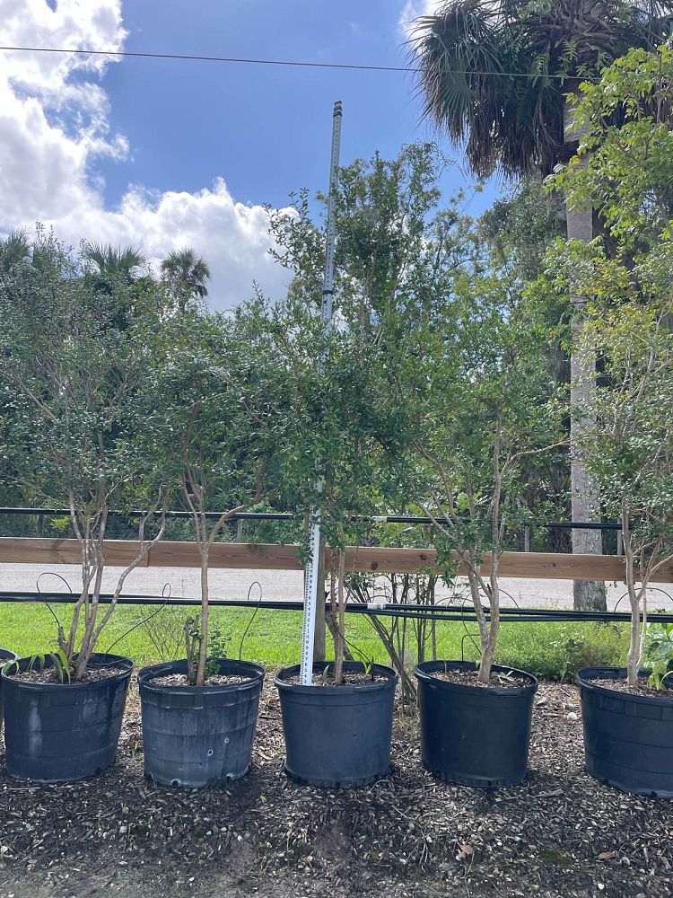 myrcianthes-fragrans-simpson-s-stopper