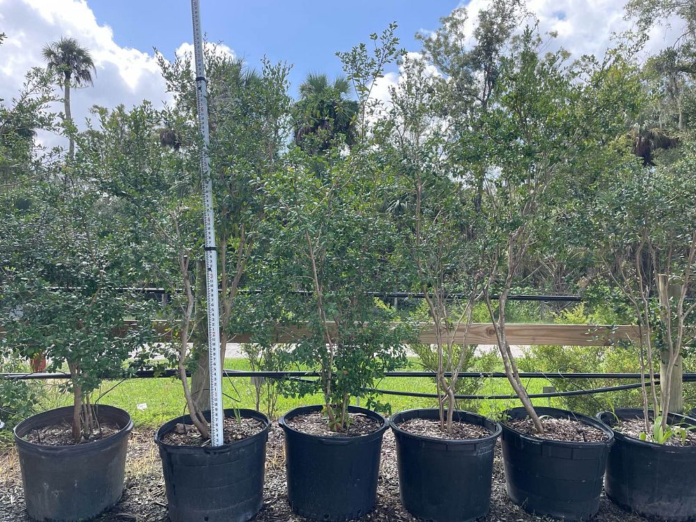 myrcianthes-fragrans-simpson-s-stopper