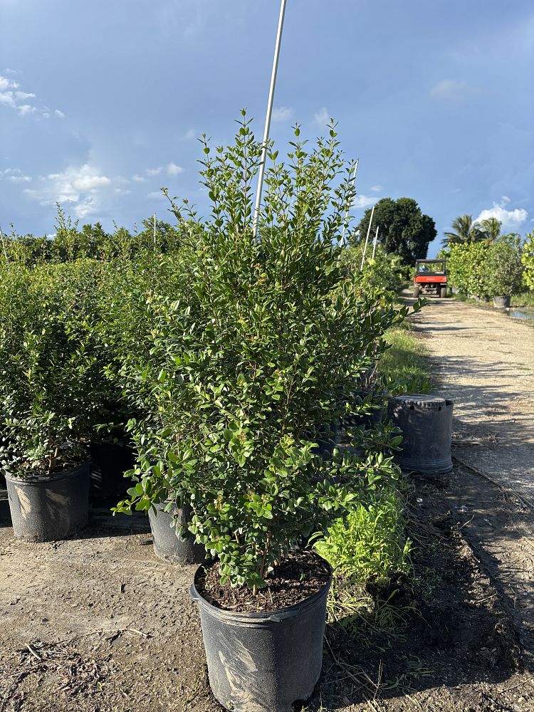 myrcianthes-fragrans-simpson-s-stopper