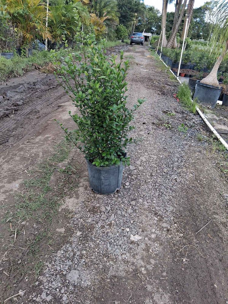 myrcianthes-fragrans-simpson-s-stopper