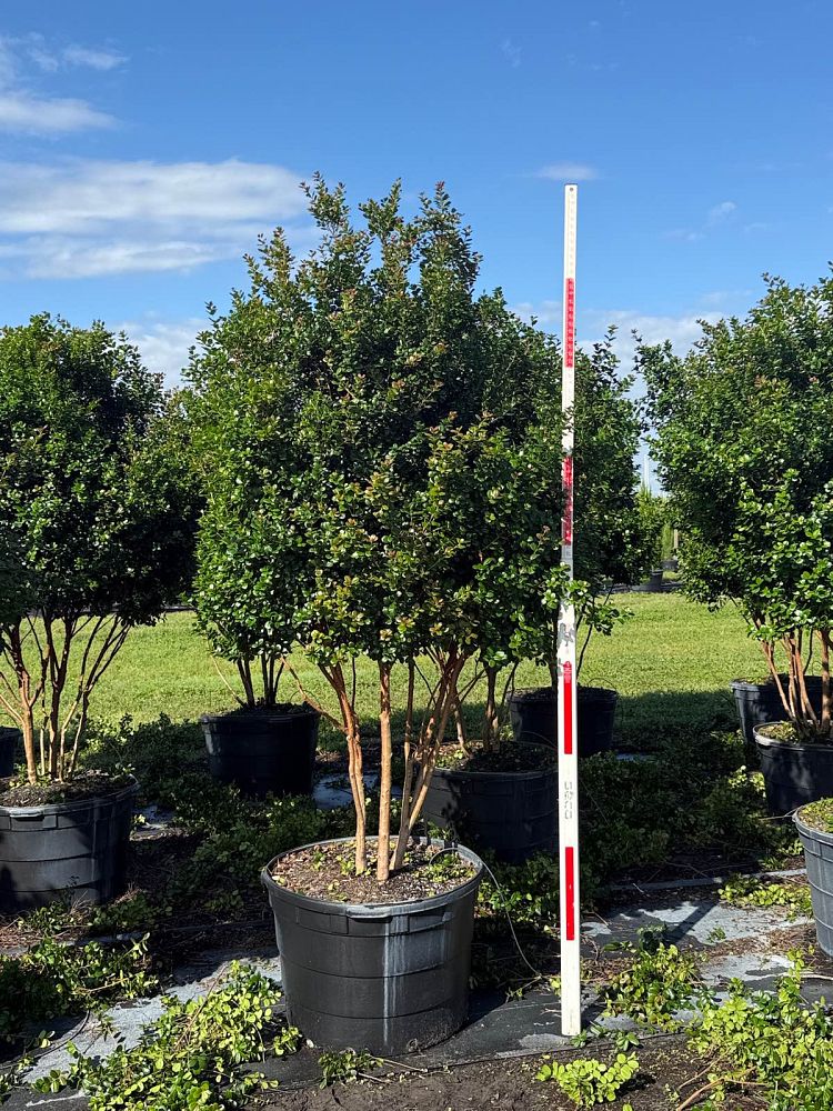 myrcianthes-fragrans-simpson-s-stopper