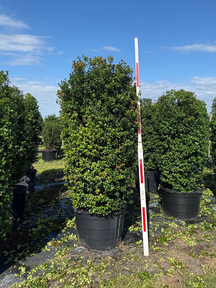 myrcianthes-fragrans-simpson-s-stopper