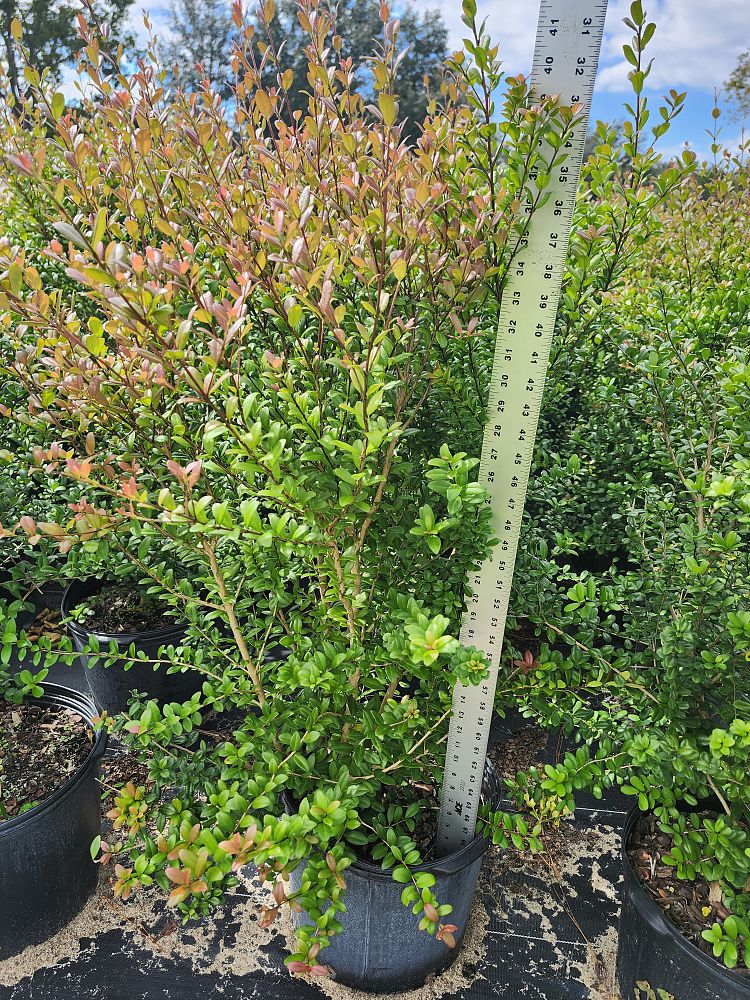 myrcianthes-fragrans-simpson-s-stopper