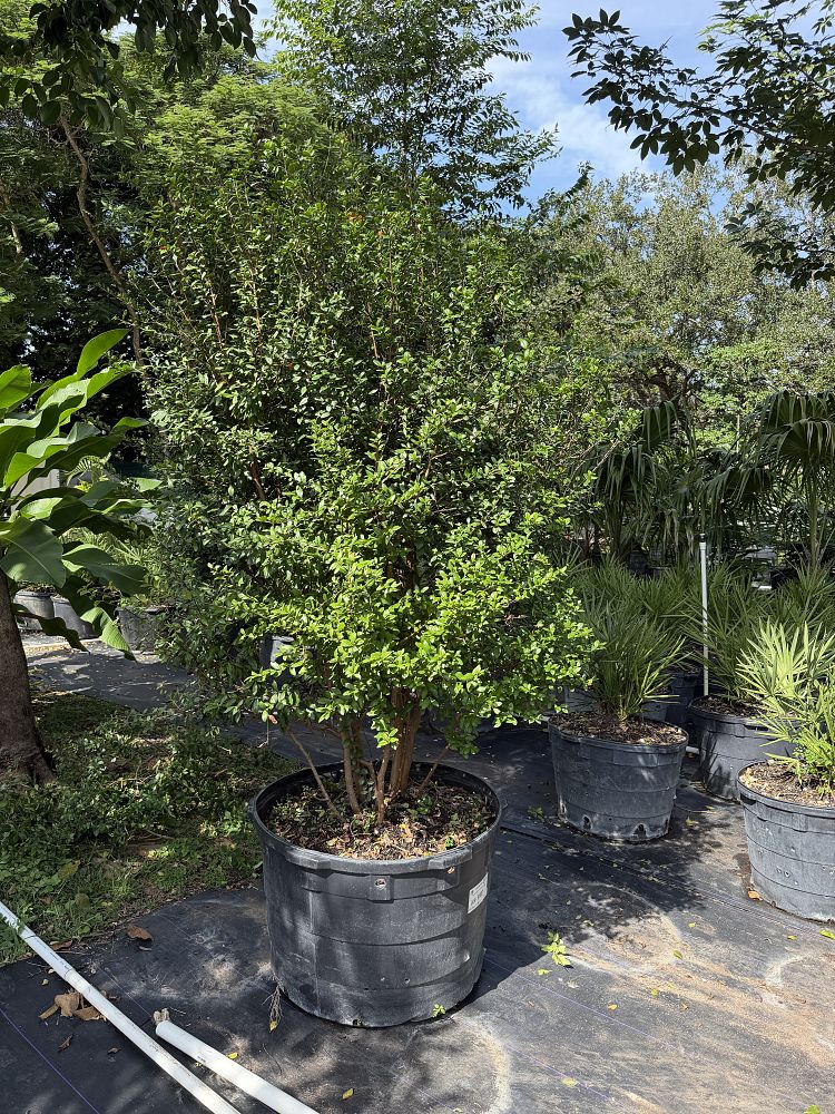 myrcianthes-fragrans-simpson-s-stopper