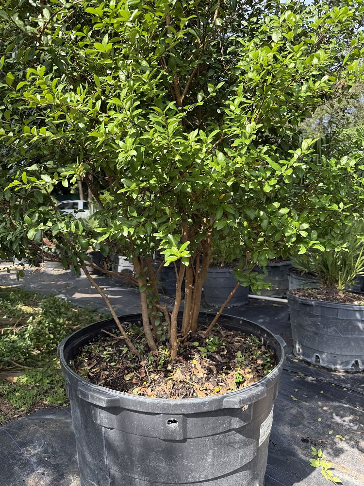 myrcianthes-fragrans-simpson-s-stopper