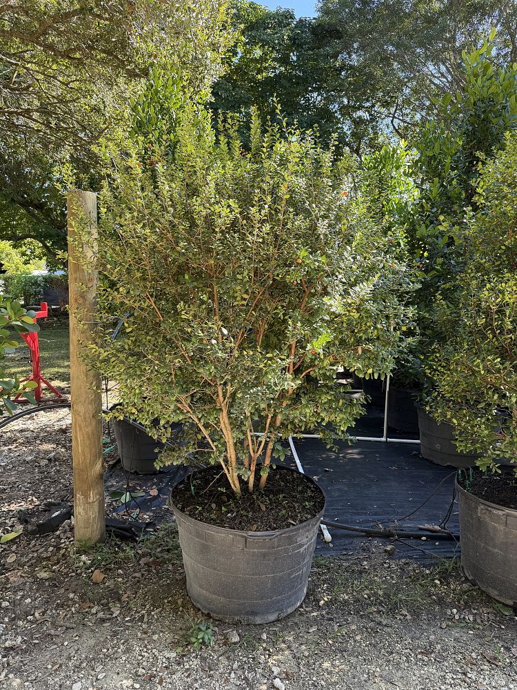 myrcianthes-fragrans-simpson-s-stopper