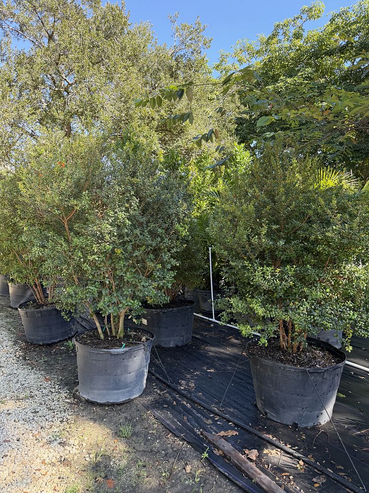 myrcianthes-fragrans-simpson-s-stopper