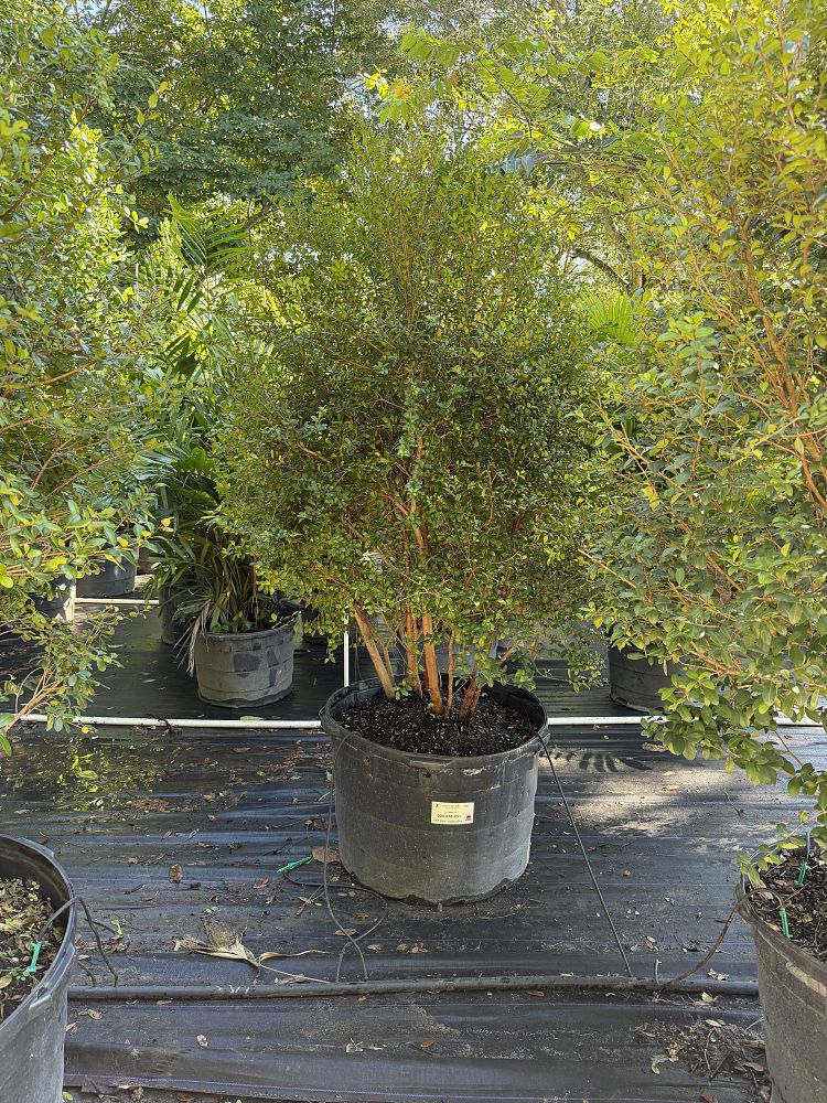 myrcianthes-fragrans-simpson-s-stopper