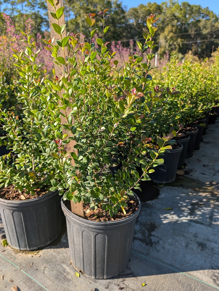 myrcianthes-fragrans-simpson-s-stopper