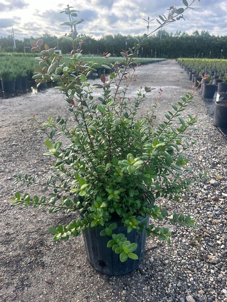 myrcianthes-fragrans-simpson-s-stopper