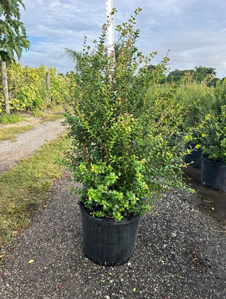 myrcianthes-fragrans-simpson-s-stopper