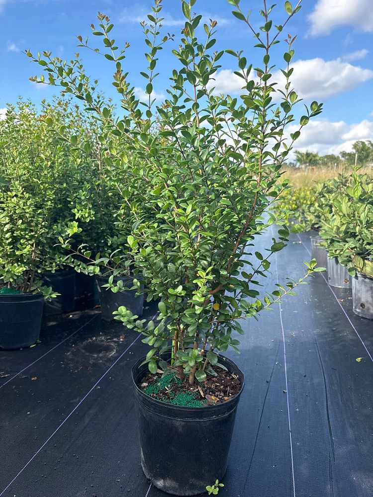 myrcianthes-fragrans-simpson-s-stopper