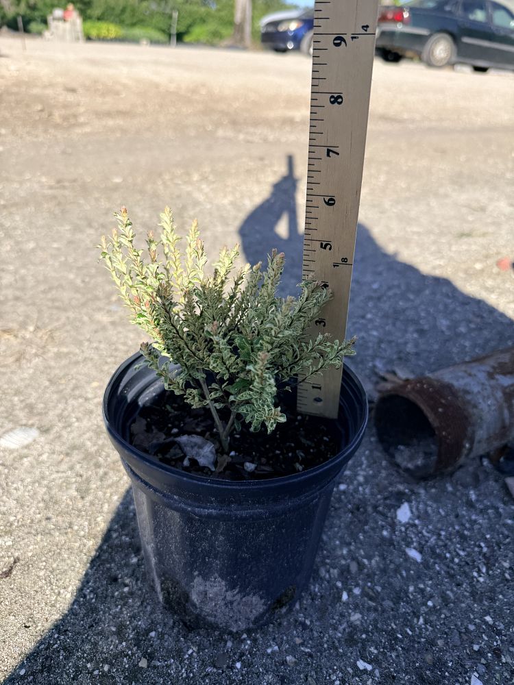 myrcianthes-fragrans-stoppermorph-simpson-s-stopper