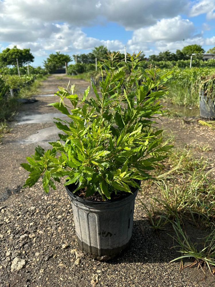 myrica-californica-pacific-wax-myrtle-california-wax-myrtle-morella-californica