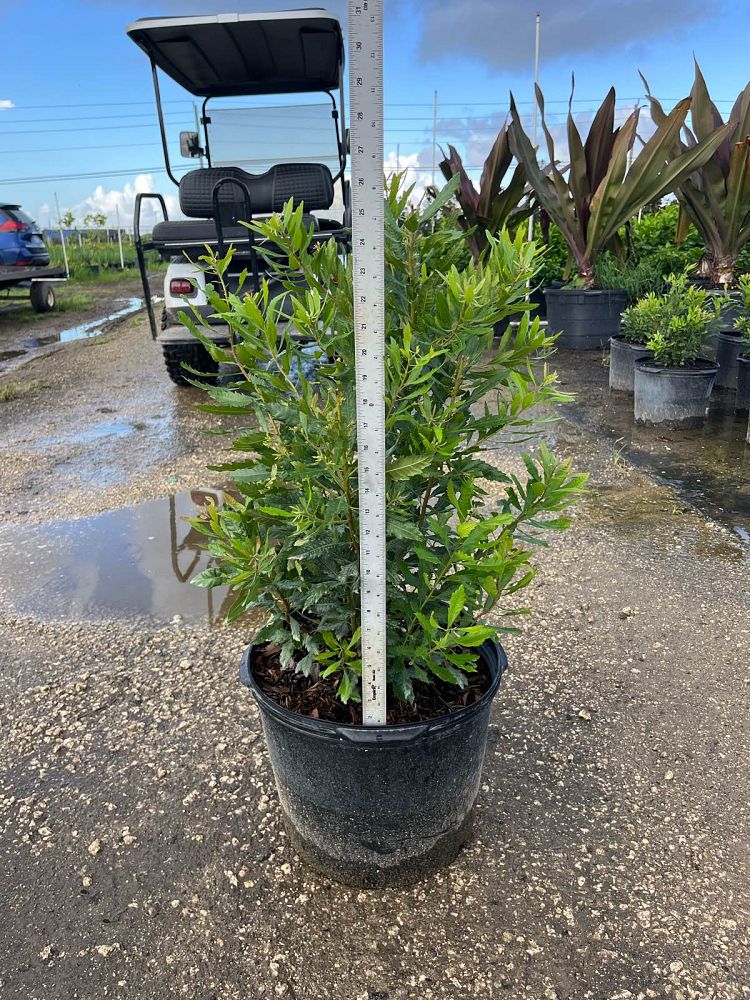 myrica-californica-pacific-wax-myrtle-california-wax-myrtle-morella-californica