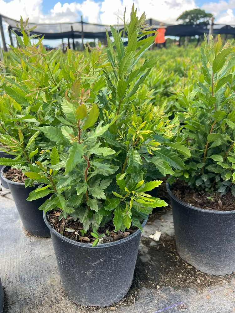 myrica-californica-pacific-wax-myrtle-california-wax-myrtle-morella-californica
